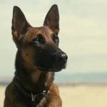 Fallout: Temporada 1 – Episódio 7
